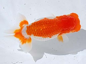 西部本部 行司三 原田和彦 倉敷 西部本部 行司三 原田和彦 倉敷