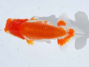 西部本部 脇行司一 浮森正樹 倉敷 西部本部 脇行司一 浮森正樹 倉敷