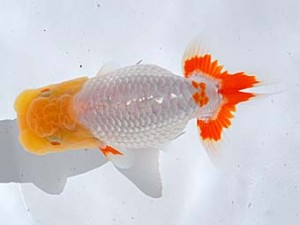 西部本部 脇行司二 南堀満良 香川 西部本部 脇行司二 南堀満良 香川