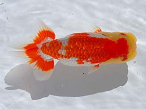 西部本部 西大関 小山敏信 広島 西部本部 西大関 小山敏信 広島