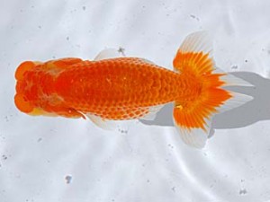 西部本部 立行司 原田和彦 倉敷 西部本部 立行司 原田和彦 倉敷