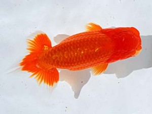 西部本部 東取締 小山敏信 広島 西部本部 東取締 小山敏信 広島