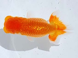 西部本部 西取締 佐藤茂夫 徳島 西部本部 西取締 佐藤茂夫 徳島