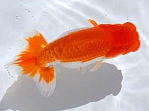 西部本部 東関脇 多賀隆之 岡山 西部本部 東関脇 多賀隆之 岡山