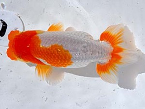 西部本部 西関脇 植松 啓 新宮 西部本部 西関脇 植松 啓 新宮