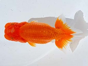 西部本部 東小結 西村英也 大阪 西部本部 東小結 西村英也 大阪