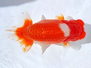 西部本部 東大関 西賀一郎 大阪 西部本部 東大関 西賀一郎 大阪