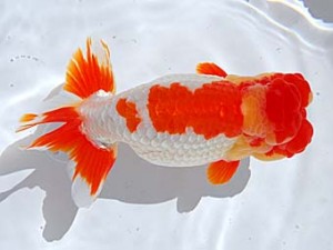 西部本部 西大関 内田 扶 和歌山 西部本部 西大関 内田 扶 和歌山