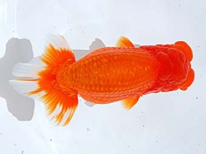 西部本部 立行司 高岡泰雄 松山 西部本部 立行司 高岡泰雄 松山