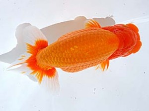 西部本部 西取締 吉田隆志 北九州 西部本部 西取締 吉田隆志 北九州