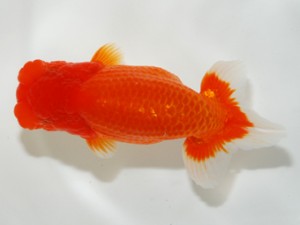 錦友会 東勧進元 吉村友良 錦友会 東勧進元 吉村友良