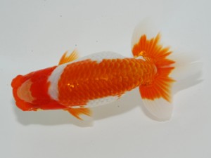 錦友会 西勧進元 安藤 寛 錦友会 西勧進元 安藤 寛