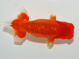 錦友会 行司一 川合実次 錦友会 行司一 川合実次