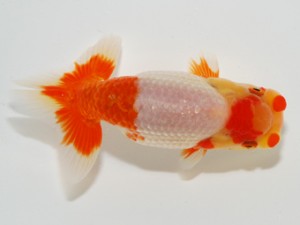 錦友会 行司三 伴野英明 錦友会 行司三 伴野英明