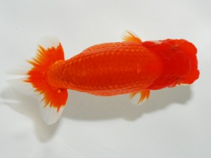 錦友会 東脇行司 影山 繁 錦友会 東脇行司 影山 繁