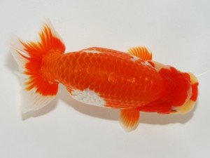 錦友会 西脇行司 内野義郎 錦友会 西脇行司 内野義郎