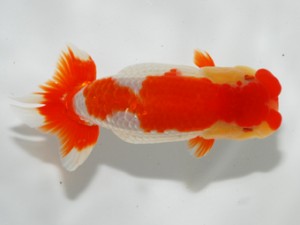 錦友会 影山 繁 錦友会 西大関 影山 繁