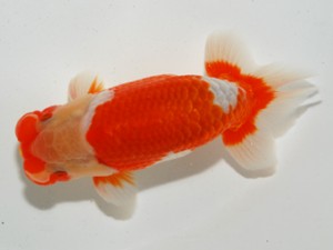 錦友会 立行司 鈴木和男 錦友会 立行司 鈴木和男