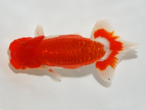 錦友会 東取締 川合実次 錦友会 東取締 川合実次