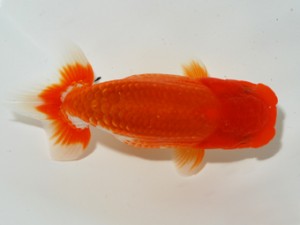 錦友会 西取締 小澤忠幸
錦友会 西取締 小澤忠幸