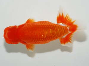 錦友会 東関脇 吉村友良 錦友会 東関脇 吉村友良