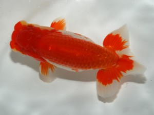 錦友会 西関脇 松田力三 錦友会 西関脇 松田力三