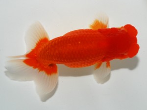 錦友会 東小結 田中康浩 錦友会 東小結 田中康浩