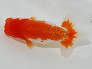 錦友会 西小結 安藤 寛 錦友会 西小結 安藤 寛