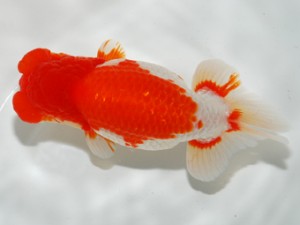 錦友会 東大関 田中康浩 錦友会 田中康浩