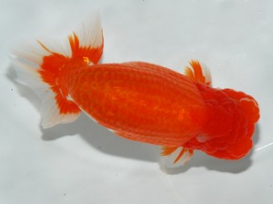 錦友会 鈴木和男 錦友会 西大関 鈴木和男