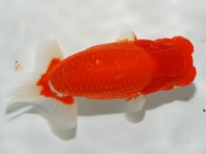 錦友会 立行司 鈴木裕司 錦友会 立行司 鈴木裕司