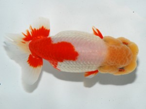 錦友会 東取締 伊藤幹彦 錦友会 東取締 伊藤幹彦