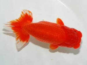 錦友会 西取締 福井利夫
錦友会 西取締 福井利夫