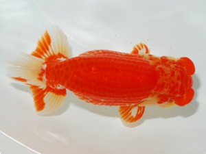 錦友会 東大関 松本利次 錦友会 松本利次