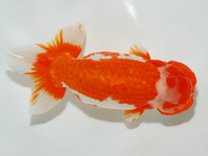 錦友会 西大関 前田鉦一 錦友会 西大関 前田鉦一