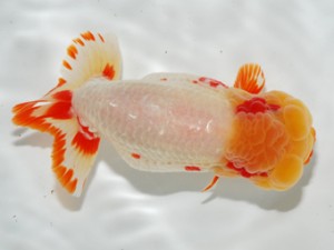 錦友会 立行司 松田力三 錦友会 立行司 松田力三