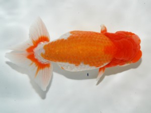 錦友会 東取締 小粥丑三 錦友会 東取締 小粥丑三