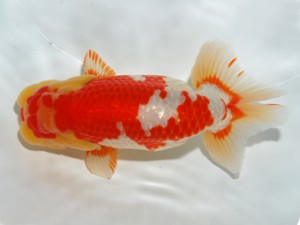 錦友会 西取締 松本利次 錦友会 西取締 松本利次