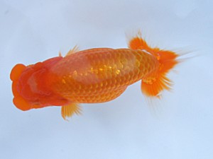 紀州らんちゅう同好会　東大関　井戸本　唯　熊野市