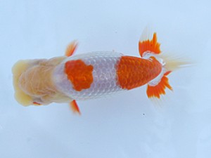 紀州らんちゅう同好会　西大関　植松　啓　新宮市