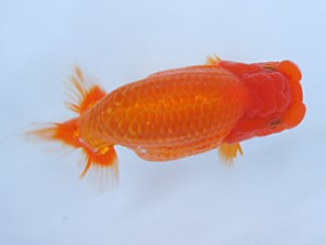 紀州らんちゅう同好会　立行司　樋口豊勝　貝塚市