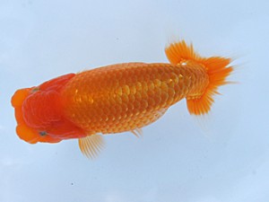 紀州らんちゅう同好会　取締一　山下賢二　本宮町