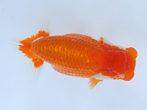 紀州らんちゅう同好会　取締二　高津晴彦　岐阜県