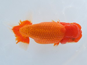 紀州らんちゅう同好会　東大関　鈴木友来　岐阜県