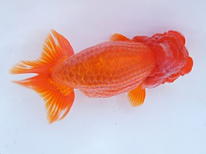 紀州らんちゅう同好会　西大関　宮戸正輝　新宮市