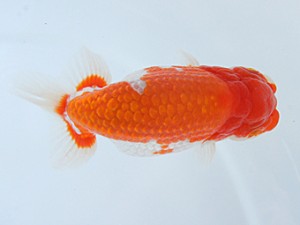 紀州らんちゅう同好会　立行司　田原正己　那智勝浦町