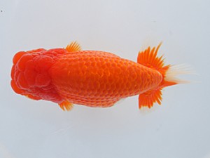 紀州らんちゅう同好会　取締一　田中　捷　那智勝浦町