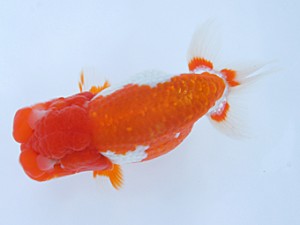 紀州らんちゅう同好会　取締二　鈴木友来　岐阜県