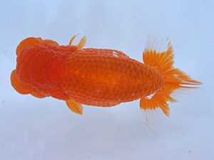 紀州らんちゅう同好会　東大関　浜田英明　那智勝浦町