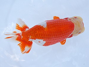 紀州らんちゅう同好会　西大関　宮戸正輝　新宮市